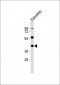 (DANRE) opn1mw2 Antibody (Center)